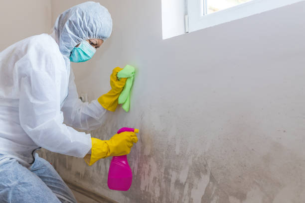 Best Real Estate Mold Inspection in Bayview, CA