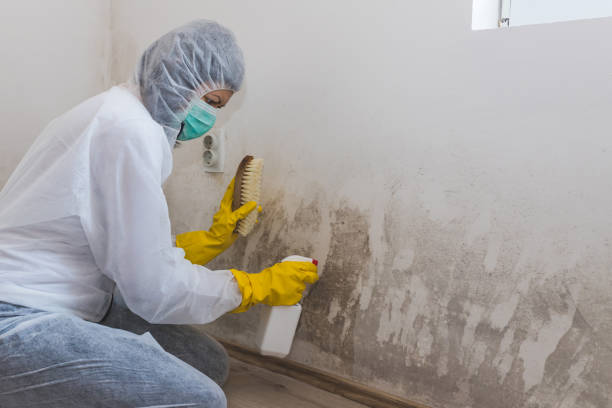 Best Environmental Consulting for Mold Prevention in Bayview, CA