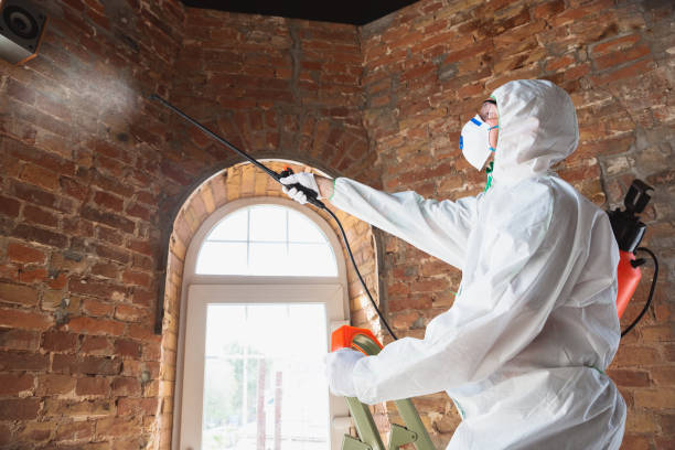 Why You Should Choose Our Mold Remediation Services in Bayview, CA